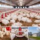 Broiler Farming Business