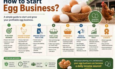 How to Start Egg Business